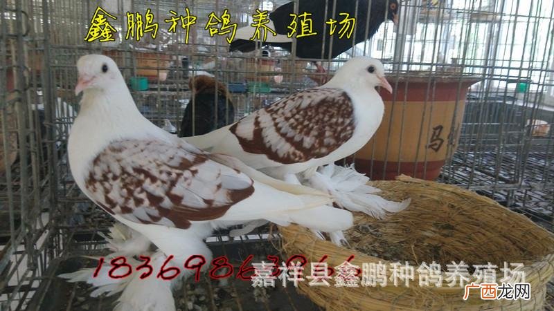 鸽舍起名网 鸽子养殖场起名