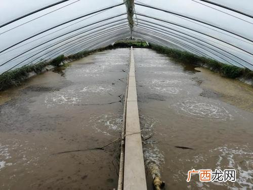 对虾养殖利润 工厂化养殖对虾利润