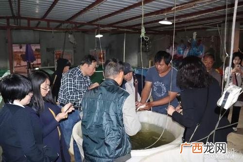鱼苗繁殖场 广东江门鱼苗养殖场