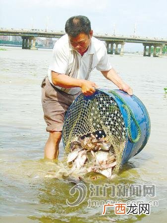 鱼苗繁殖场 广东江门鱼苗养殖场