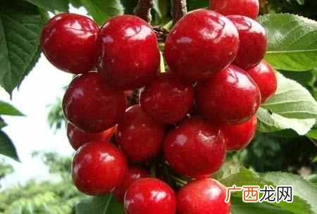 车厘子是什么季节水果，车厘子和樱桃有什么区
