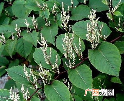 白藜芦醇哪些人不能吃？过量有毒性