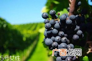 白藜芦醇哪些人不能吃？过量有毒性