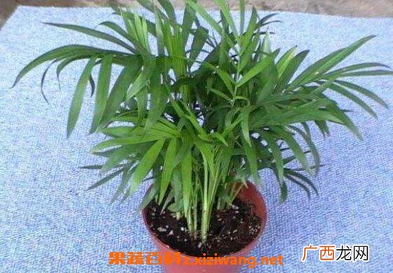 袖珍椰子如何养护 袖珍椰子叶子干枯怎么办