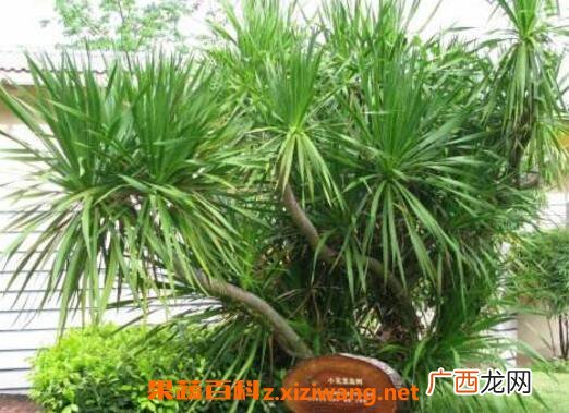 散尾竹怎么养 散尾竹怎么浇水