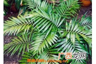 散尾竹怎么养 散尾竹怎么浇水