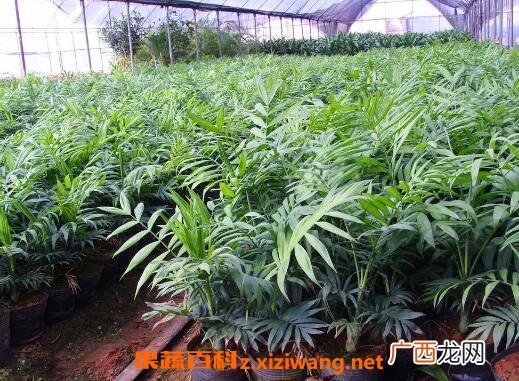袖珍椰子怎么养 袖珍椰子的养殖方法和注意事项