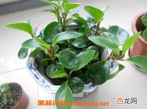 碧玉花怎么养 碧玉花的养殖方法和注意事项