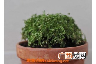 珊瑚蕨怎么养 珊瑚蕨的养殖方法和繁殖方法