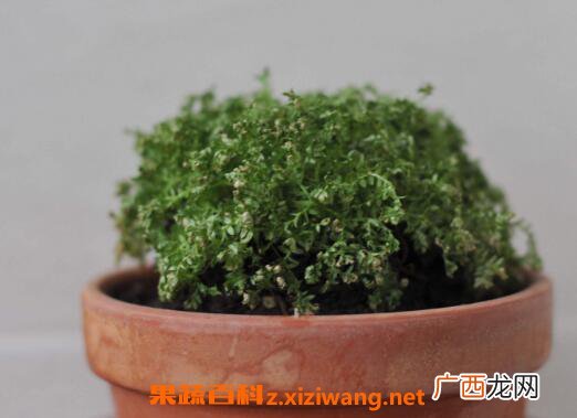 珊瑚蕨怎么养 珊瑚蕨的养殖方法和繁殖方法