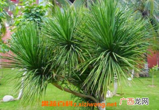 龙血树怎么养 龙血树的养殖方法和繁殖方法