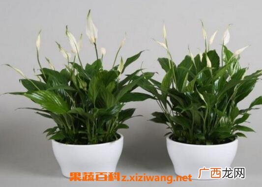 白掌怎么养 白掌的养殖方法和繁殖方法