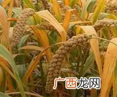五谷杂粮是什么食物， 五谷杂粮有哪些种类！