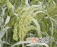 五谷杂粮是什么食物， 五谷杂粮有哪些种类！