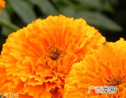 叶黄素可以空腹吃吗？服用叶黄素要注意这些问题