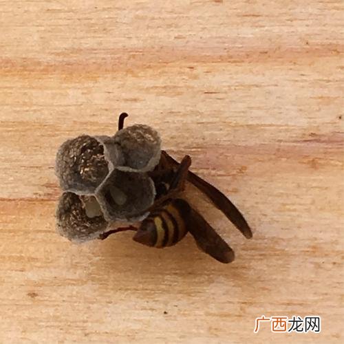 红娘蜂王图片 红娘蜂养殖技术