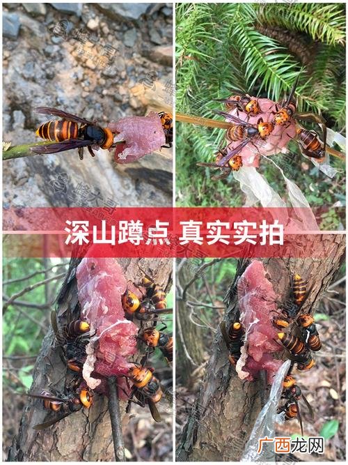 红娘蜂王图片 红娘蜂养殖技术