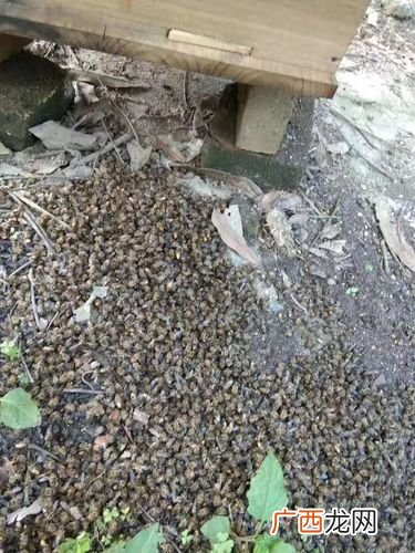 一窝胡蜂有多少蜂王 胡蜂养殖时怎么会死亡