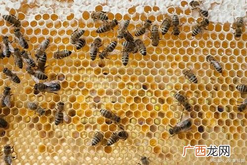 胡蜂养殖技术公开 胡芦蜂养殖技术