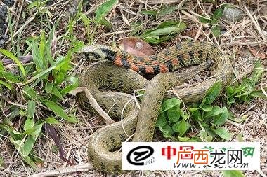生财有道大王蛇养殖视频 湖北大王蛇养殖