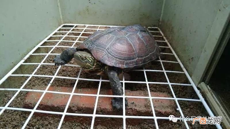 家庭养什么龟最好养 湖北农村养殖什么龟好
