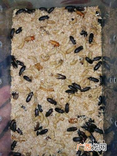 黄粉虫怎么养 湖南黄粉虫养殖培训