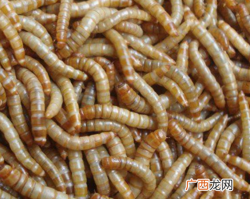 黄粉虫怎么养 湖南黄粉虫养殖培训