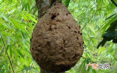 如何养殖葫芦蜂 葫芦蜂的养殖环境