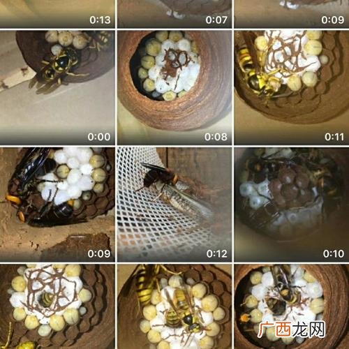 葫芦蜂养殖技术公开 葫芦蜂养殖图