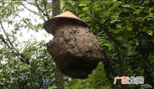 葫芦蜂养殖技术公开 葫芦蜂养殖图