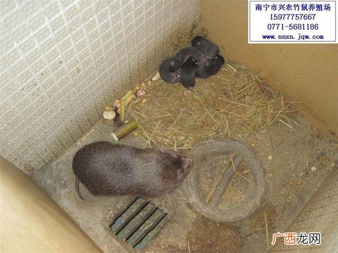 竹鼠养殖新政策 怀集竹鼠养殖