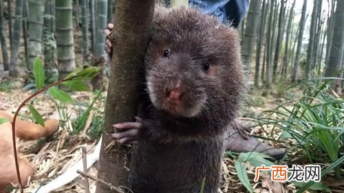 竹鼠养殖新政策 怀集竹鼠养殖