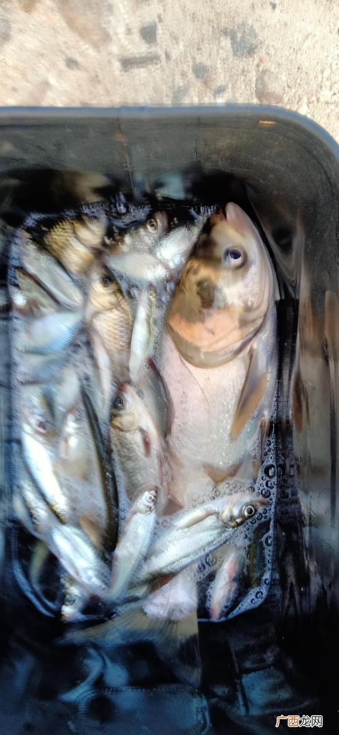 女人梦见河水上涨，河水上涨是钓鱼的最佳时机