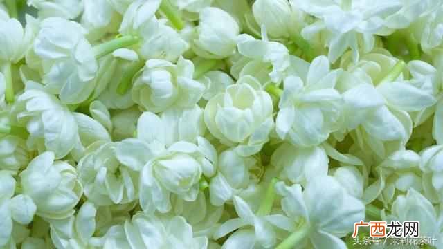 茉莉花茶属于什么茶，常喝茉莉花茶有什么好处