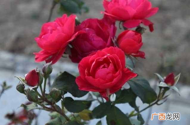 月季花什么时候开花，月季花开花时间段！