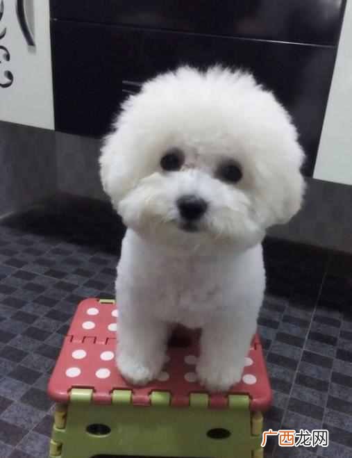 比熊犬吃什么食物最好，新手饲养比熊犬注意事