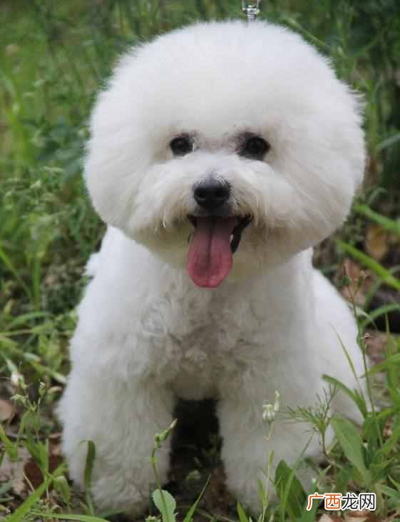 比熊犬吃什么食物最好，新手饲养比熊犬注意事