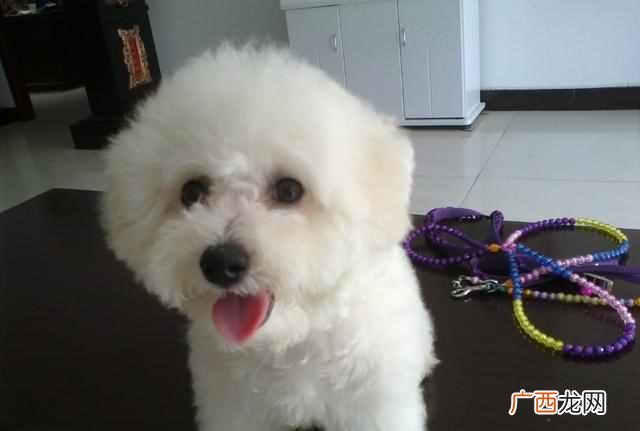 比熊犬吃什么食物最好，新手饲养比熊犬注意事