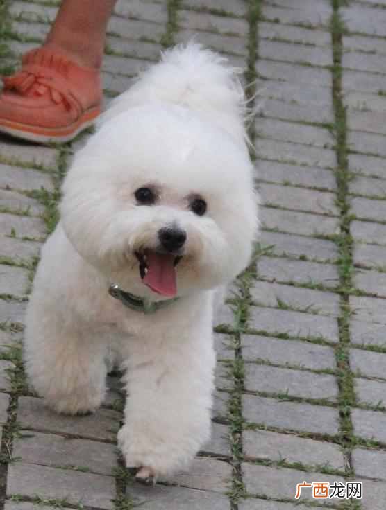 比熊犬吃什么食物最好，新手饲养比熊犬注意事
