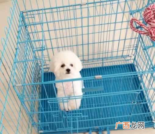 比熊犬吃什么食物最好，新手饲养比熊犬注意事
