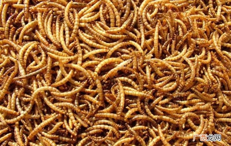 黄粉虫价格 黄粉虫养殖技术论坛