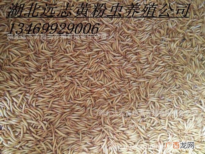 黄粉虫价格 黄粉虫养殖技术论坛