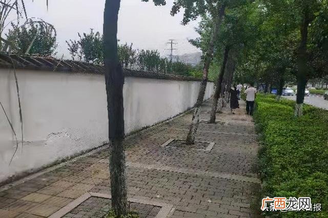 黄粉虫价格 黄粉虫养殖技术论坛