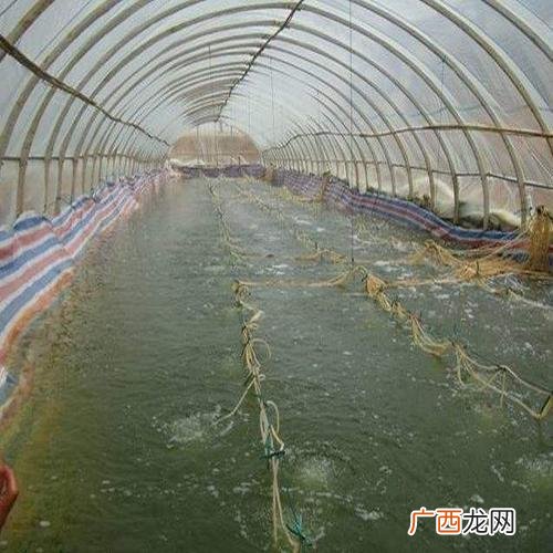 南美对虾苗 基围虾苗养殖基地视频