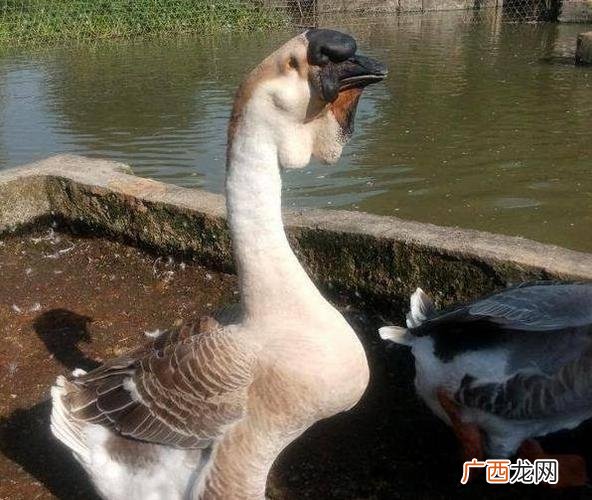 阳光养殖狮头鹅联系方式 江苏狮头鹅养殖基地