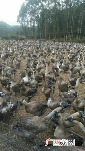 阳光养殖狮头鹅联系方式 江苏狮头鹅养殖基地
