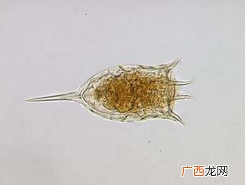 扣蟹开始投饵量 扣蟹养殖放苗前杀轮虫