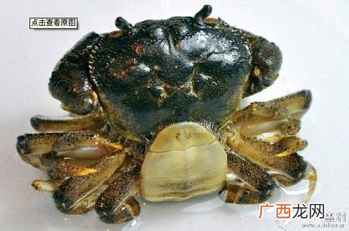 扣蟹开始投饵量 扣蟹养殖放苗前杀轮虫