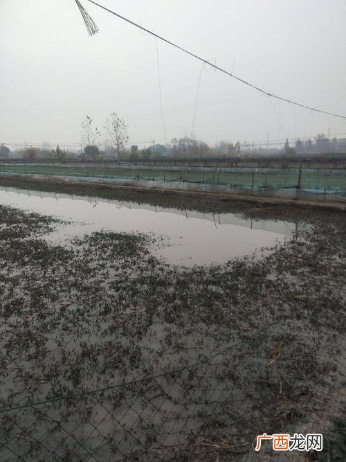 种草养牛为什么不可行 扣蟹养殖如何种草