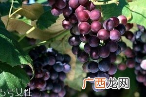 葡萄籽好还是胶原蛋白好?各有千秋
